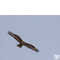 گونه سارگپه پا بلند Long-legged Buzzard